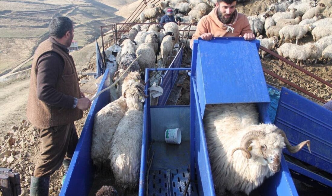 Bayburt’ta ’Küçükbaş Hayvancılıkta Parazit Mücadelesi’ çalışmaları çerçevesinde 3 bine yakın