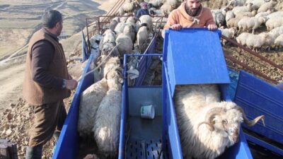 Bayburt’ta ’Küçükbaş Hayvancılıkta Parazit Mücadelesi’ çalışmaları çerçevesinde 3 bine yakın