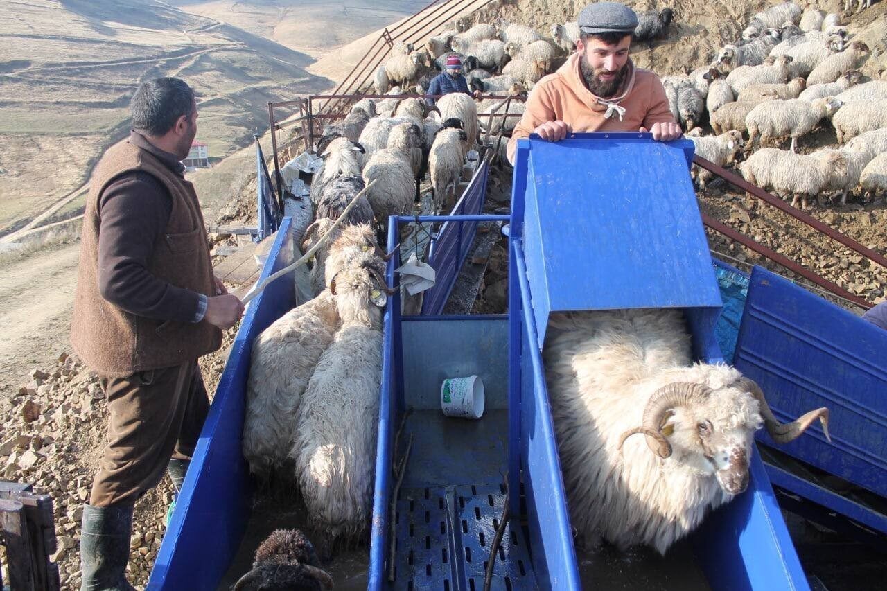 Bayburt’ta ’Küçükbaş Hayvancılıkta Parazit Mücadelesi’ çalışmaları çerçevesinde 3 bine yakın