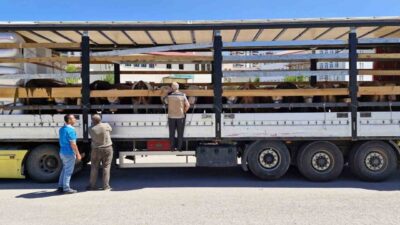 Kurban Bayramı’na sayılı günler kala Bayburt İl Tarım ve Orman