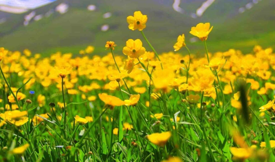 Bayburt’ta arazilerde açan sarıçiçekler görenleri hayran bırakıyor. Bayburt – Araklı