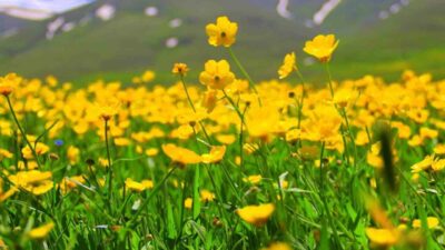Bayburt’ta arazilerde açan sarıçiçekler görenleri hayran bırakıyor. Bayburt – Araklı