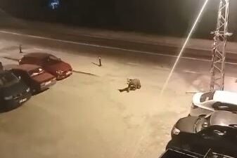 Artvin’in Borçka ilçesinde gece saatlerinde ilçe merkezine inen iki ayı,