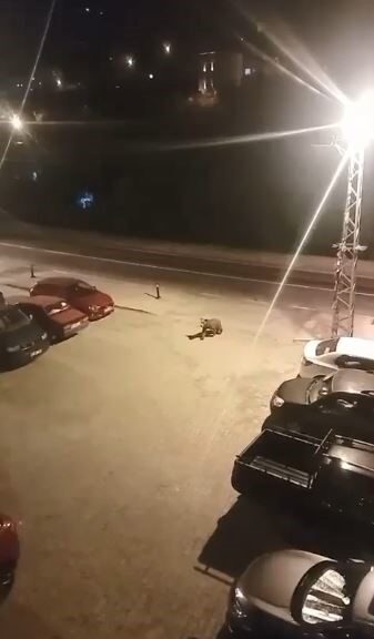 Artvin’in Borçka ilçesinde gece saatlerinde ilçe merkezine inen iki ayı,