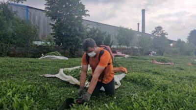 Trabzon’un Of ilçesine bağlı Pınaraltı Mahallesinde bulunan ÇAYKUR’a ait çay