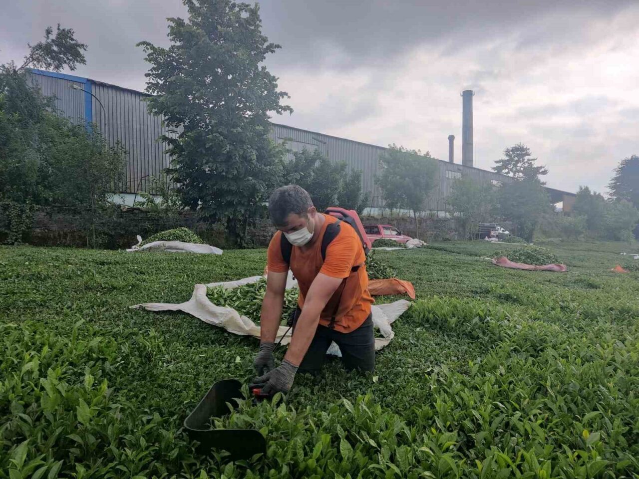Trabzon’un Of ilçesine bağlı Pınaraltı Mahallesinde bulunan ÇAYKUR’a ait çay