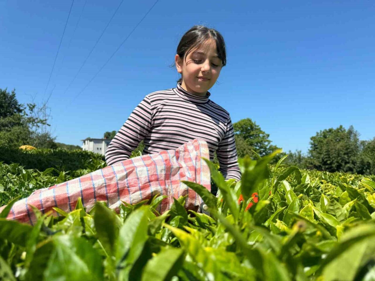 ÇAYKUR yazılı açıklama ile üreticileri çay motorları nedeniyle meydana gelen