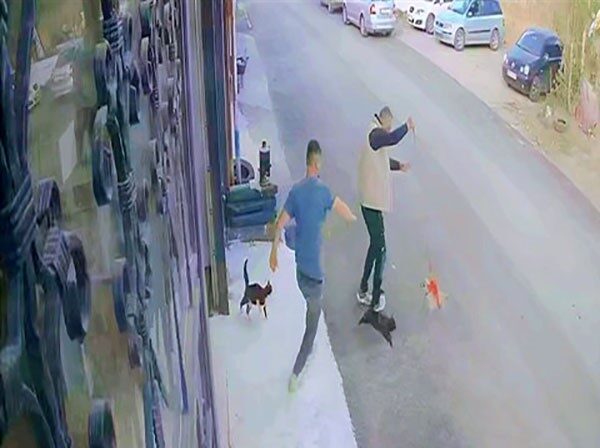 Erzurum’da köpeğini gezdirmeye çıkaran vatandaş bir anda iki çılgın kedinin
