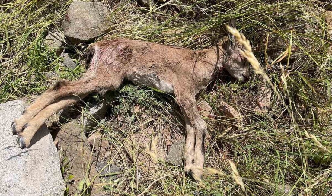 Erzurum’un İspir İlçesinde Çoruh Vadisi’nde yaban keçilerinin tehlike altında olduğu