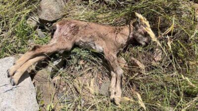 Erzurum’un İspir İlçesinde Çoruh Vadisi’nde yaban keçilerinin tehlike altında olduğu