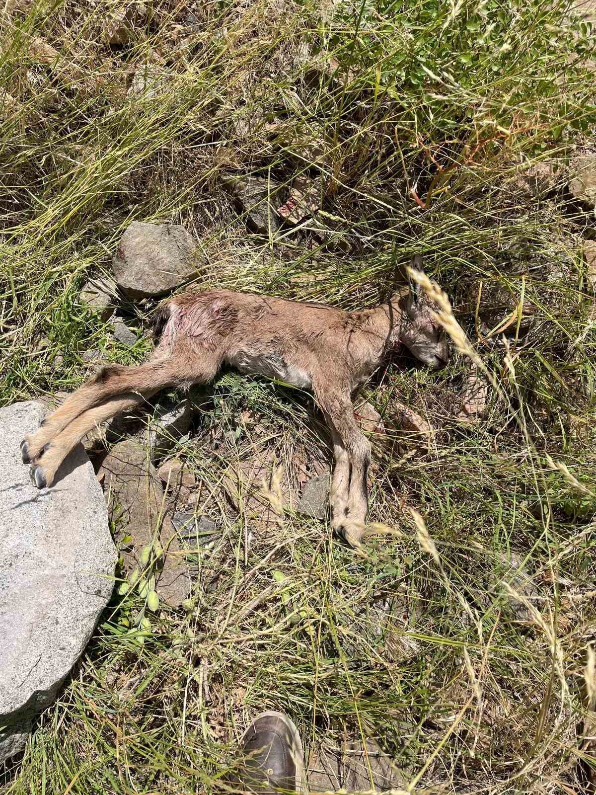 Erzurum’un İspir İlçesinde Çoruh Vadisi’nde yaban keçilerinin tehlike altında olduğu