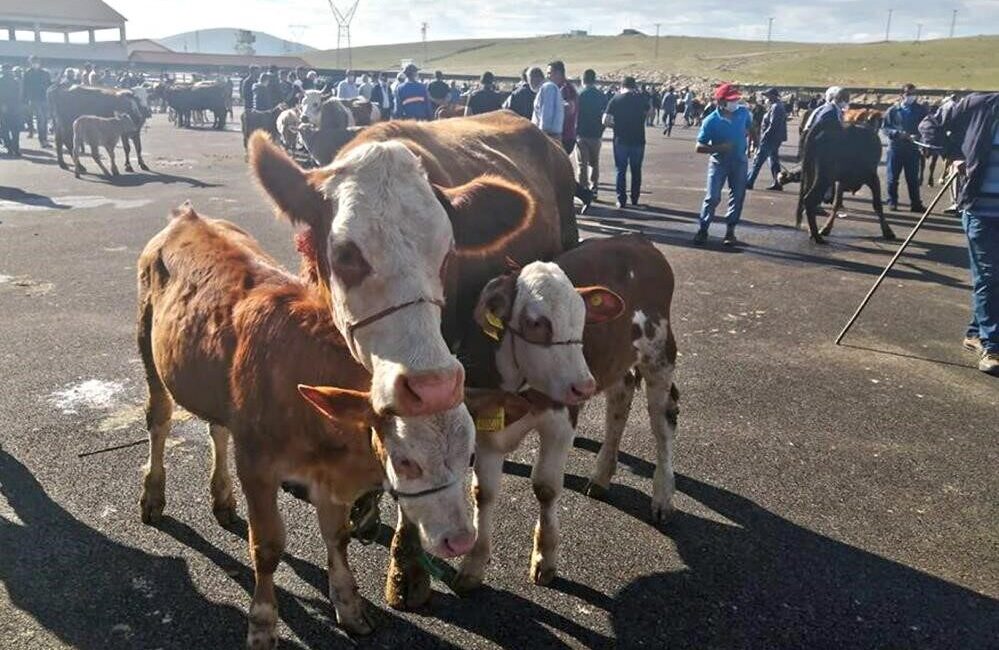 Bayburt’un Demirözü ilçesine bağlı Çatalçeşme köyünde şap hastalığı tespit edildi.