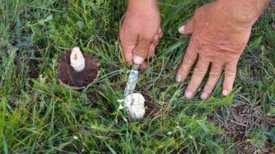 Erzincan’da vatandaşlar, hava sıcaklıklarının artmasının ardından doğada kendiliğinden yetişen mantarları
