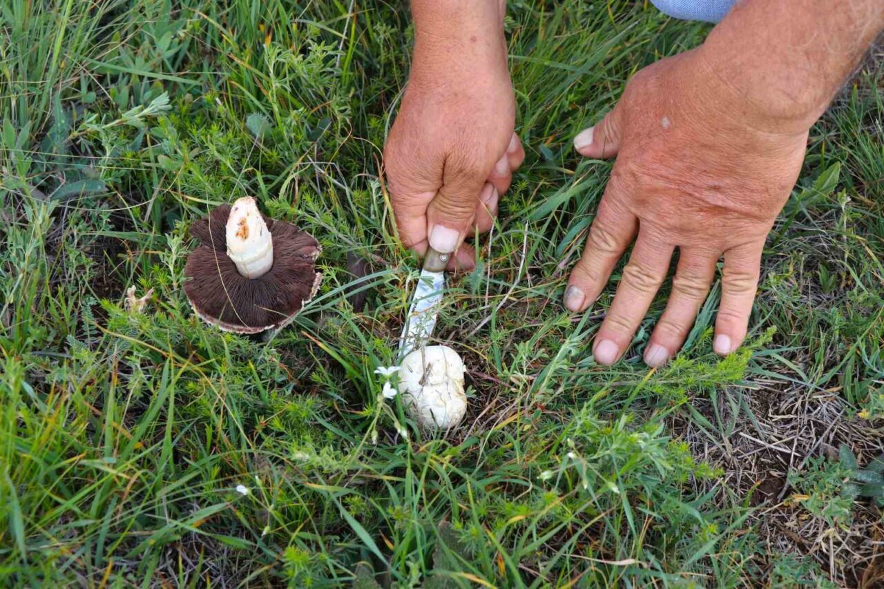 Erzincan’da vatandaşlar, hava sıcaklıklarının artmasının ardından doğada kendiliğinden yetişen mantarları