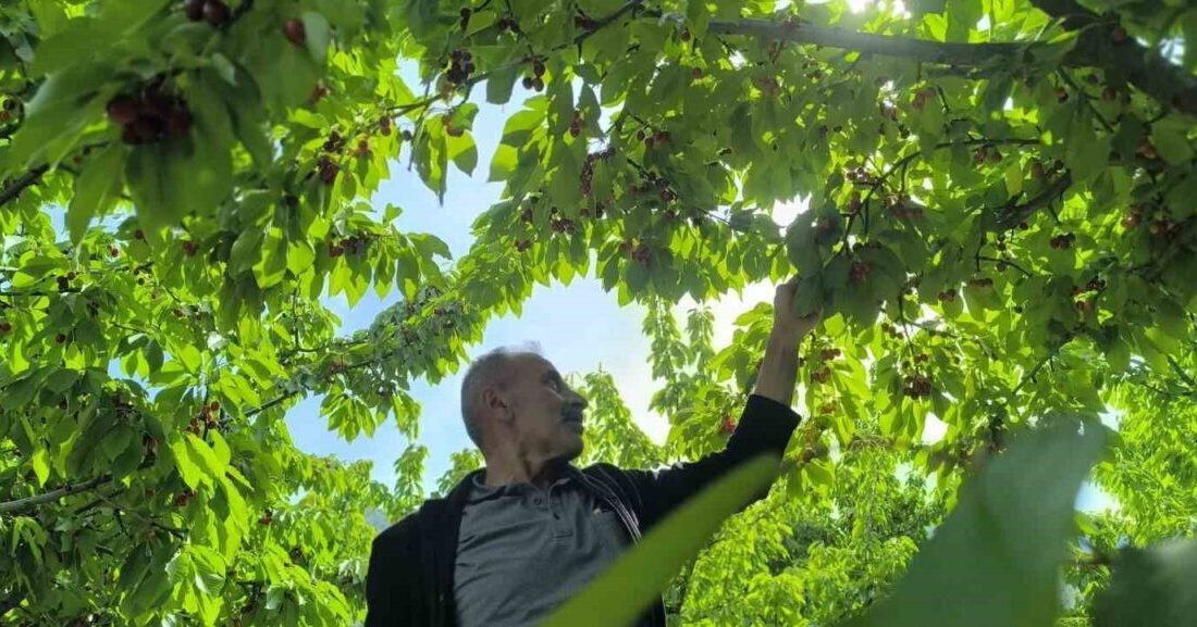 Erzurum’un Uzundere ilçesi Balıklı Mahallesi’nde yaşayan Mustafa Güngör, 12 dönümlük