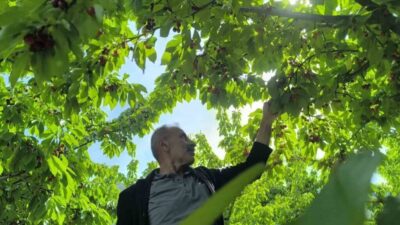 Erzurum’un Uzundere ilçesi Balıklı Mahallesi’nde yaşayan Mustafa Güngör, 12 dönümlük