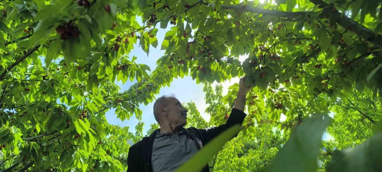 Erzurum’un Uzundere ilçesi Balıklı Mahallesi’nde yaşayan Mustafa Güngör, 12 dönümlük