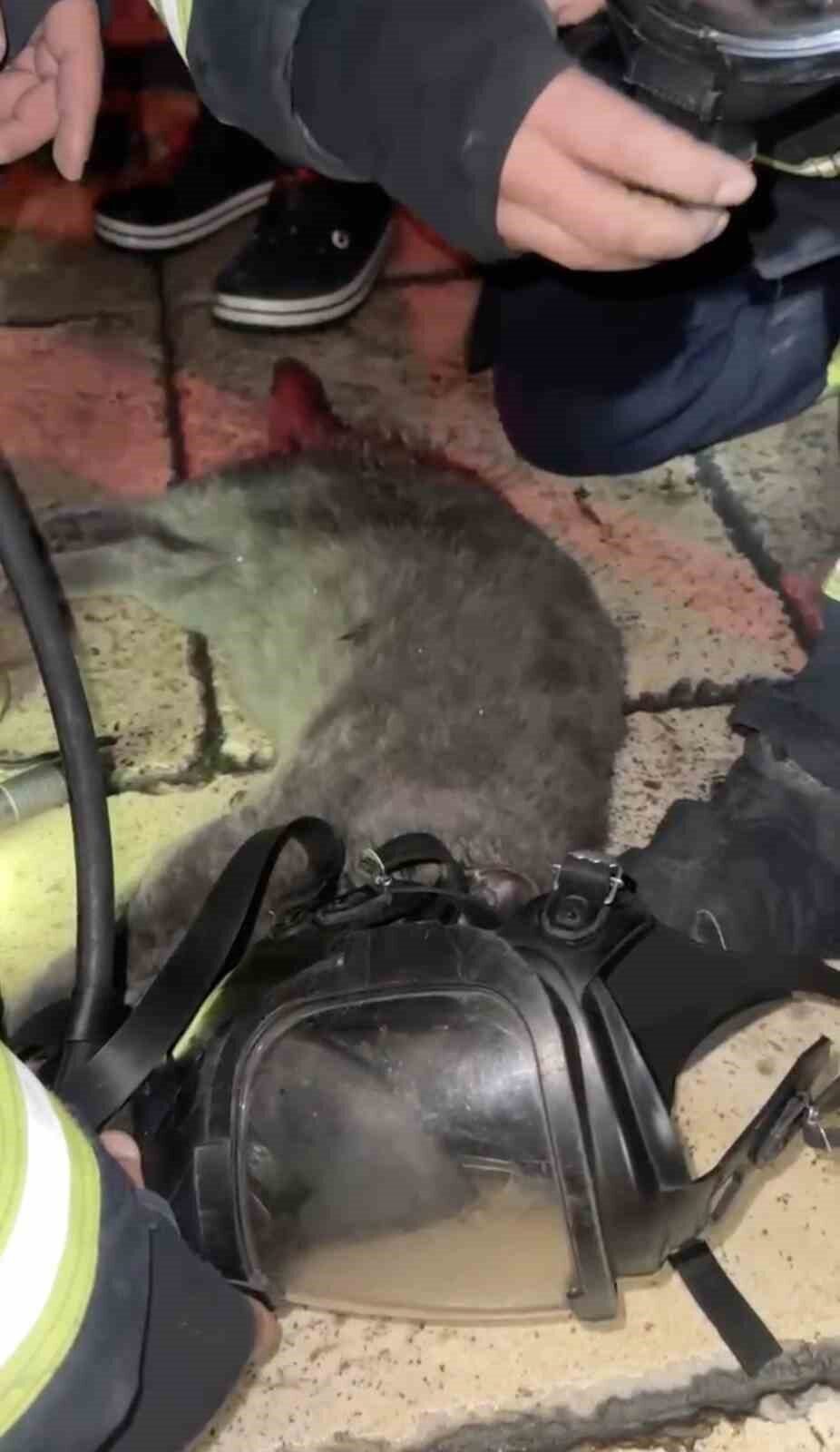Kastamonu’da bir iş yerinde çıkan yangın sırasında dumandan etkilenen kedi,