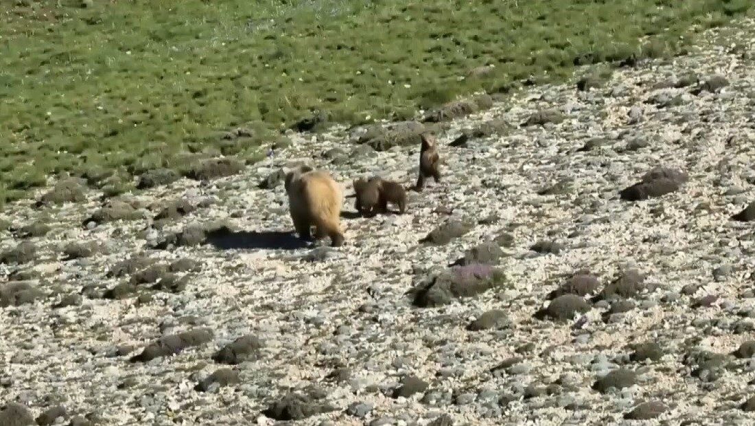 Erzincan’ın Çayırlı ilçesi kırsalında anne ayı ve üç yavrusu doğada