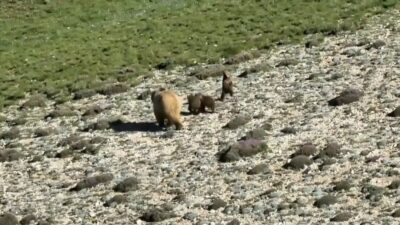 Erzincan’ın Çayırlı ilçesi kırsalında anne ayı ve üç yavrusu doğada
