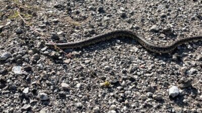 Erzincan’ın Kemah ilçesinde doğa yürüyüşü yapan fotoğraf sanatçısı Emrah Karakoç,
