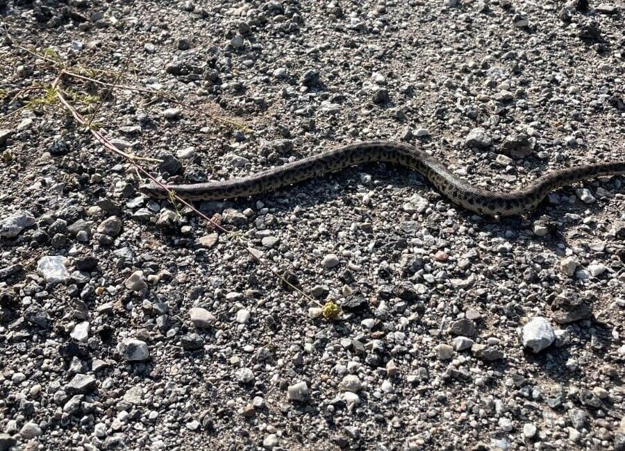 Erzincan’ın Kemah ilçesinde doğa yürüyüşü yapan fotoğraf sanatçısı Emrah Karakoç,