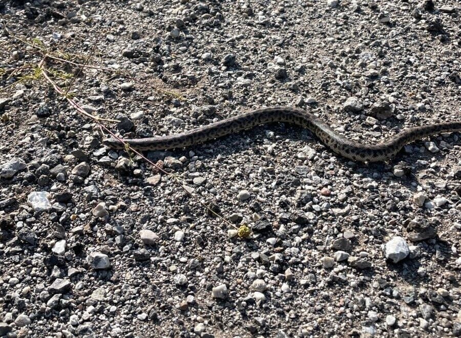 Erzincan’ın Kemah ilçesinde doğa yürüyüşü yapan fotoğraf sanatçısı Emrah Karakoç,