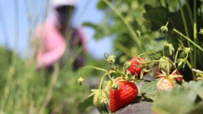 Erzincan’da hasadına başlanılan yaz meyvelerinden çilek kilosu 150 liradan tezgâhta