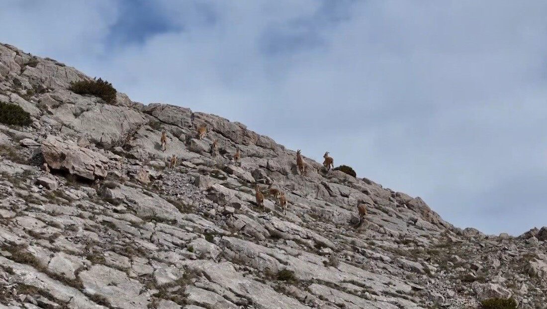 Yaban hayatında zengin bir coğrafyaya sahip Erzincan’da yüksek kayalıkları mesken