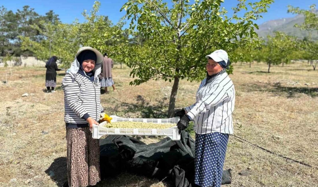 Erzincan’ın Üzümlü ilçesinde dut hasadı başladı. Üzümlü ilçesinde bugünlerde dut