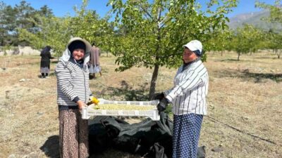 Erzincan’ın Üzümlü ilçesinde dut hasadı başladı. Üzümlü ilçesinde bugünlerde dut