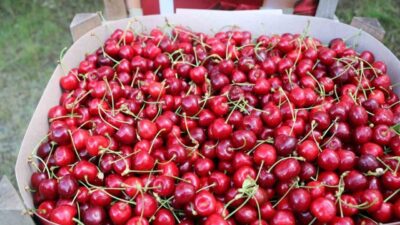 Erzincan’da kiraz bahçelerinde hasat sevinci yaşanıyor. Bahçelerdeki bolluk ve bereket
