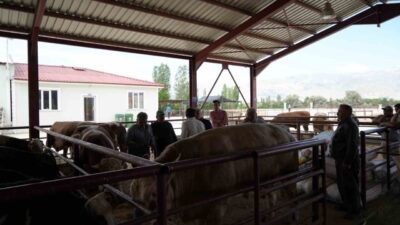 Kurban Bayramı’na sayılı günler kala Erzincan’daki hayvan pazarında satışlar başladı.