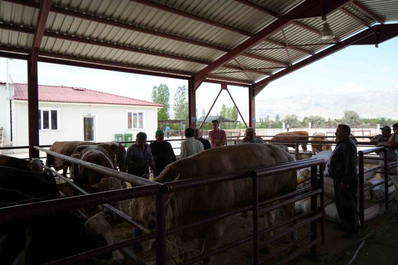 Kurban Bayramı’na sayılı günler kala Erzincan’daki hayvan pazarında satışlar başladı.
