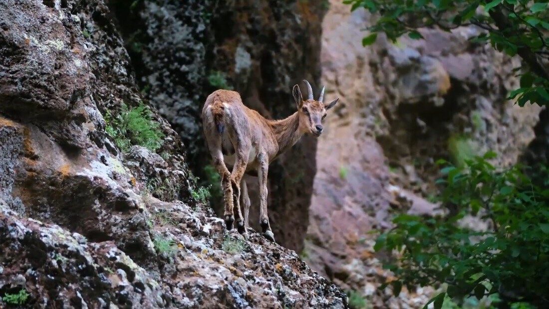 Erzincan’da Munzur Dağlarına güzellik katan yaban keçileri drone ile görüntülendi.
