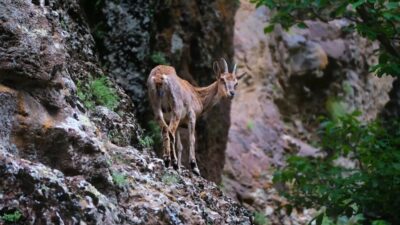 Erzincan’da Munzur Dağlarına güzellik katan yaban keçileri drone ile görüntülendi.