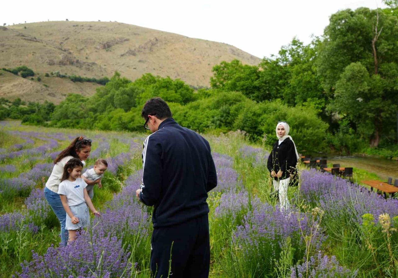 Erzincan’ın Çağlayan beldesi, son yıllarda artan lavanta ekimiyle birlikte, ziyaretçi