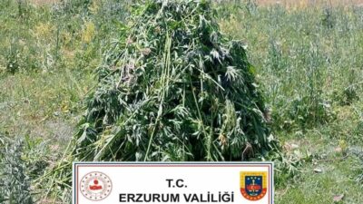 Erzurum’da jandarma ekipleri ekili halde 867 kök kenevir ele geçirdi.