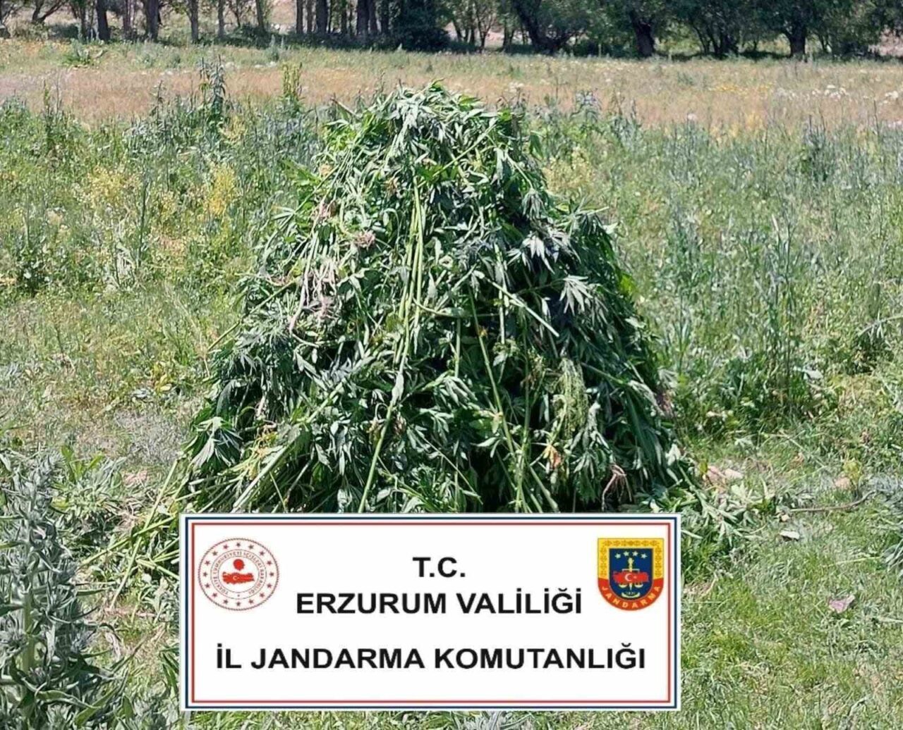 Erzurum’da jandarma ekipleri ekili halde 867 kök kenevir ele geçirdi.
