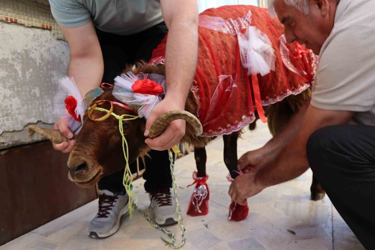 Erzurum’da nişanlıya kurbanlık koç hediye etme geleneği yaşatılmaya devam ediyor.