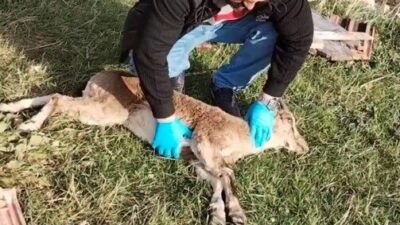 Gümüşhane’de yaylada baygın halde bulunan yaban keçisi, veteriner hekimlerin kalp