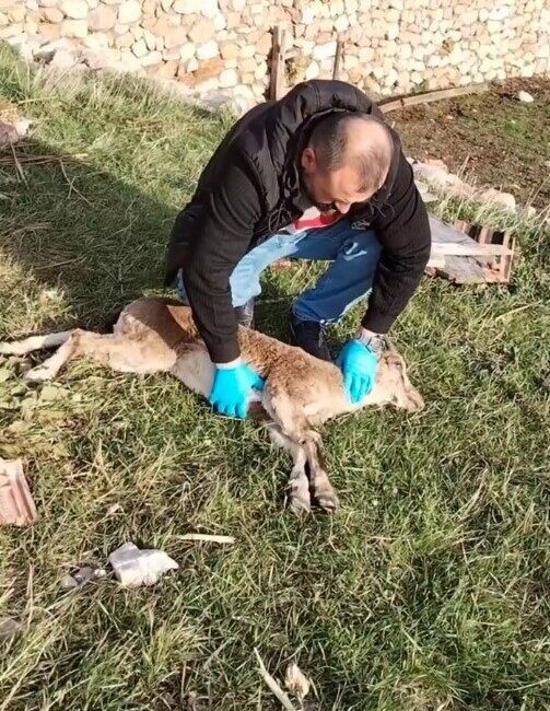 Gümüşhane’de yaylada baygın halde bulunan yaban keçisi, veteriner hekimlerin kalp