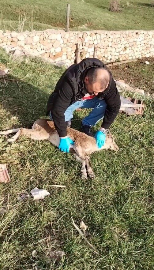 Gümüşhane’de yaylada baygın halde bulunan yaban keçisi, veteriner hekimlerin kalp
