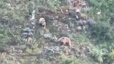 Gümüşhane’de gündüz saatlerinde kırsalda yürüyen, gece ise araç farlarından kaçarak