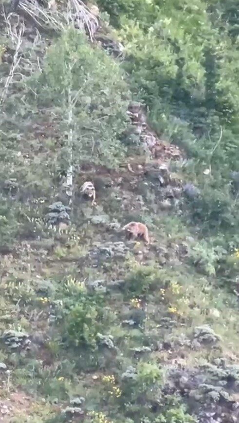 Gümüşhane’de gündüz saatlerinde kırsalda yürüyen, gece ise araç farlarından kaçarak