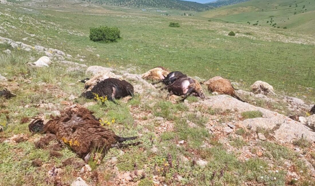 Gümüşhane’nin Kelkit ilçesinde yaylaya yıldırım düşmesi sonucu 18 küçükbaş hayvan
