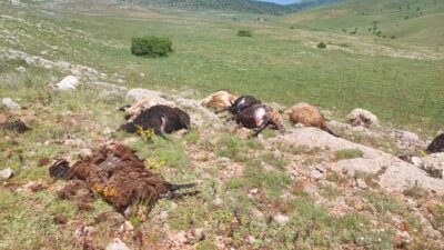 Gümüşhane’nin Kelkit ilçesinde yaylaya yıldırım düşmesi sonucu 18 küçükbaş hayvan
