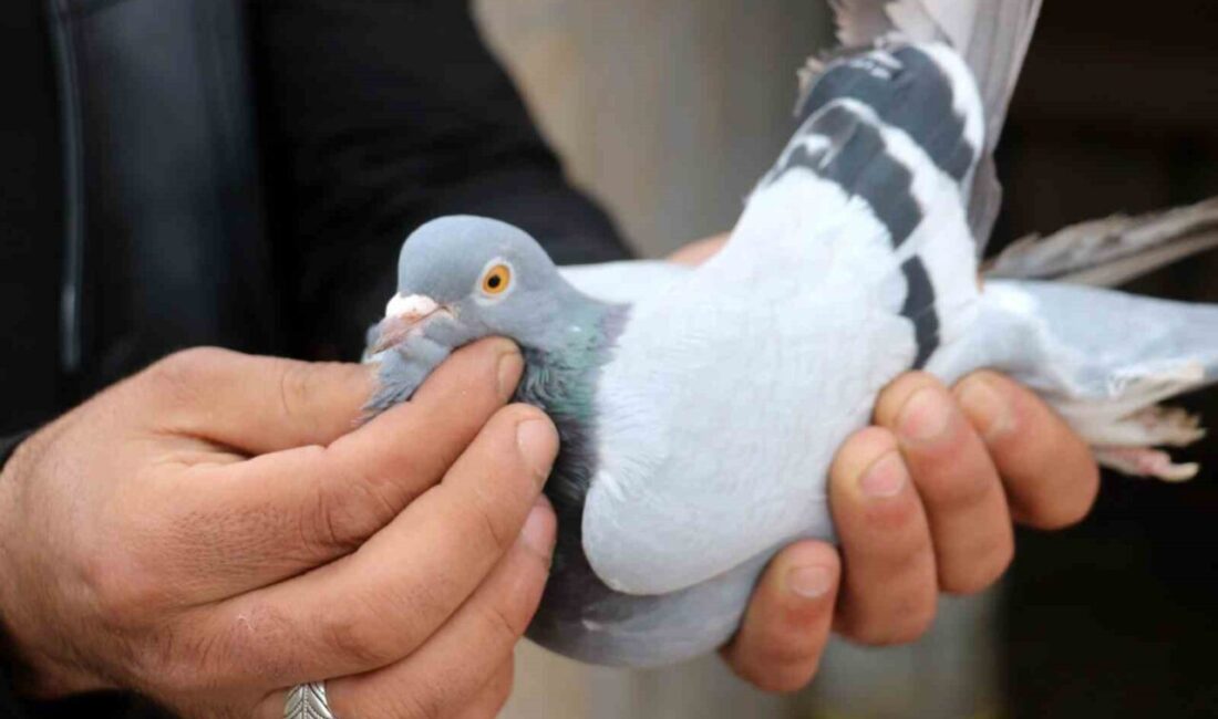 Erzincanlı kuş yetiştiricileri vazgeçemedikleri güvercinler için her gün kümeslerinin başına