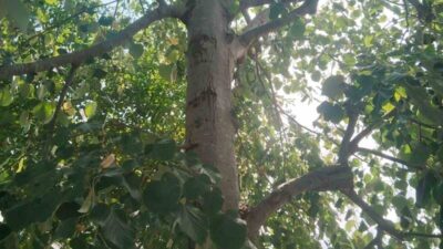 Zonguldak’ın Alaplı ilçesinde ıhlamur toplamak için çıktığı ağaçtan 6 metre