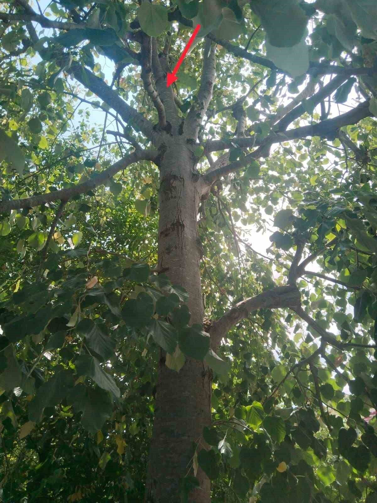 Zonguldak’ın Alaplı ilçesinde ıhlamur toplamak için çıktığı ağaçtan 6 metre